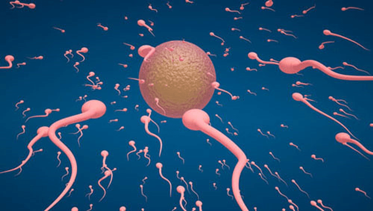 Tinh trùng gặp trứng để thụ thai
